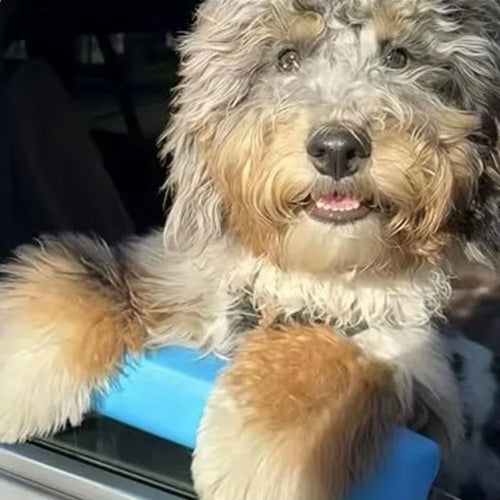 Almofada portátil em espuma macia, para proteger o queixo e as patas dos animais de estimação, na janela do carro.
